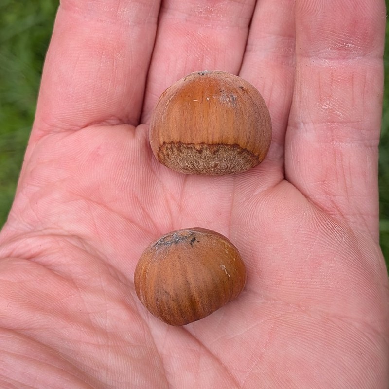 Aldara hazelnuts