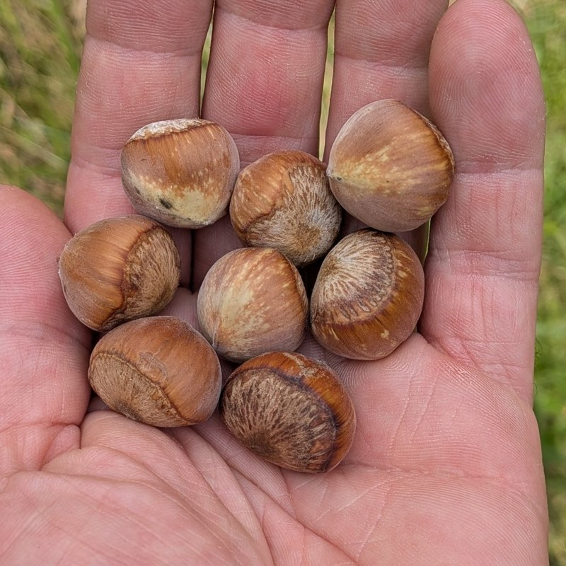 Marion hazelnuts
