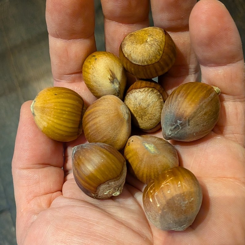 Slate hazelnuts