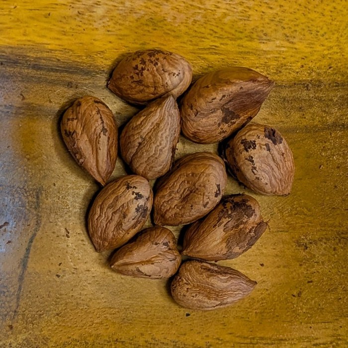Truxton hazelnut kernels before blanching