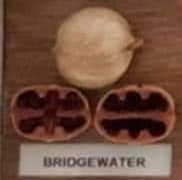 Bridgewater nut and cross-section from hickory cultivar display board