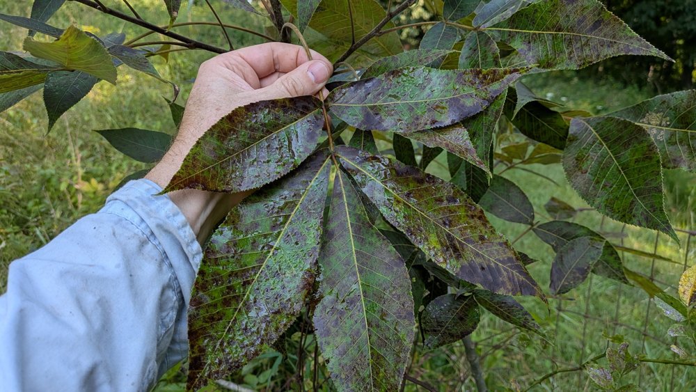 Upper surface of Grainger hickory leaves with dark mottled leaf blight lesions