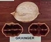 Grainger nut and cross-section from hickory cultivar display board