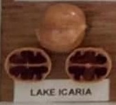 Lake Icaria nut and cross-section from hickory cultivar display board