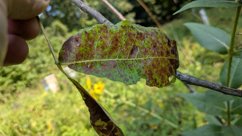 Upper surface of a Porter hickory leaflet heavily mottled by leaf blight