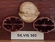 Silvis 303 nut and cross-section from hickory cultivar display board
