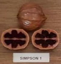 Simpson #1 nut and cross-section from hickory cultivar display board