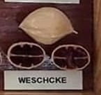 Weschcke nut and cross-section from hickory cultivar display board