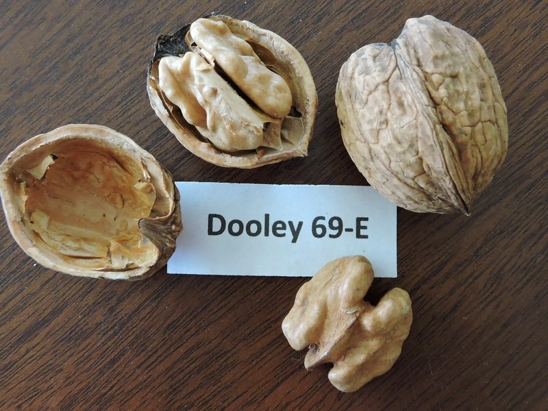 Dooley 69-E hybrid walnut